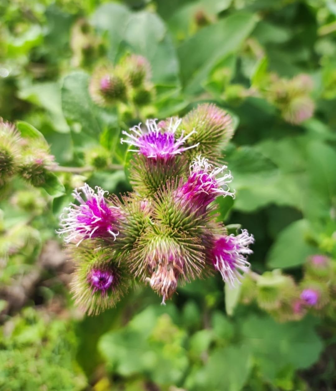 Jugo Verde, Medicinal