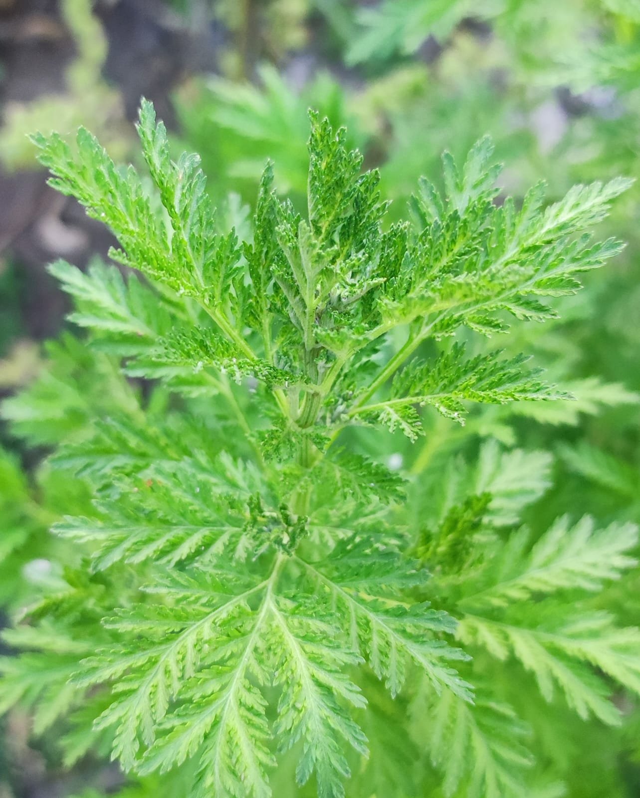 Jugo Verde, Medicinal