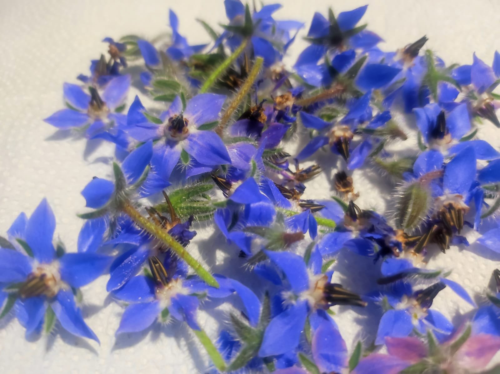 Flores, Violetas, Flores violetas, Fruto